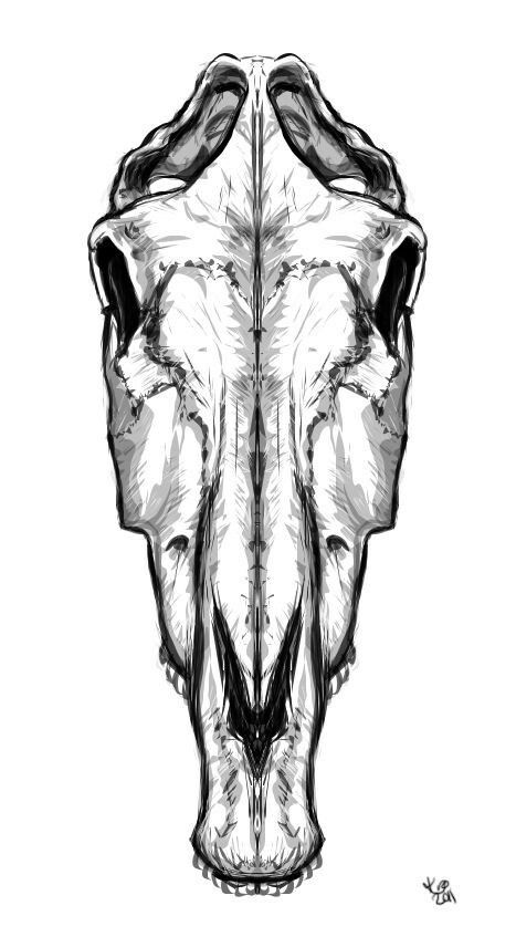 Skeleton horse head Horse Skull Tattoo, Horse Bones, Horse Head Drawing, Horse Tattoo Design, Horse Skull, Skull Sketch, Skeleton Drawings, Horse Anatomy, Animal Skeletons