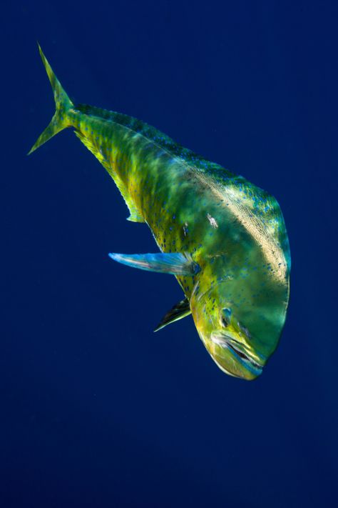 Dorado Fish, Mahi Mahi Fish, Fish Reference, Mahi Fish, Skin Diver, Trophy Fish, Dolphin Fish, Fish Sticks, Salt Water Fishing