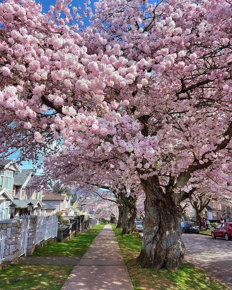 Gravely Street, Vancouver | Photograph: @sirinapha_narasin on Instagram I Am Canadian, All Photo, Photo Of The Day, Dog Sledding, First Nations, Live Love, Vancouver, North America, The Day