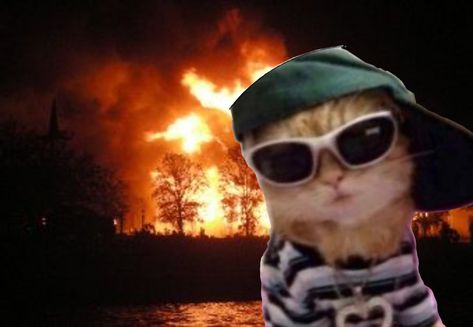 Burn Meme, Swag Aesthetic, Burning House, Cat Profile, Cat Sunglasses, Aesthetic Pfp, Cat Icon, Funny Cat Pictures, Silly Cats