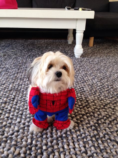 Spiderman dog costume Dog Spiderman, Sipder Man, Dog Man, Spiderman Costume, Dog Halloween Costumes, Man And Dog, Dog Costumes, Dog Costume, Pet Costumes