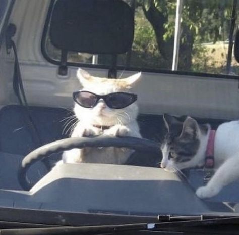 Two Cats, A Cat, The Back, Sunglasses, Funny