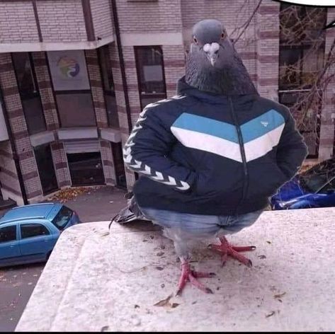 Cute Pigeon, Funny Animal Photos, Funny Birds, Silly Animals, Funny Profile Pictures, Funny Reaction Pictures, Really Funny Pictures, Animal Photo, Animal Memes