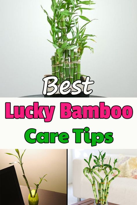 Check out these Lucky Bamboo Care Tips to learn how to grow this low care houseplant. It's perfect for your office desk, kitchen counter or as a table centerpiece! Bamboo Plant Indoor, Lucky Bamboo Care, Indoor Bamboo Plant, Bamboo Plant Care, Indoor Bamboo, Ribbon Plant, Lucky Bamboo Plants, Bamboo Care, Lucky Plant