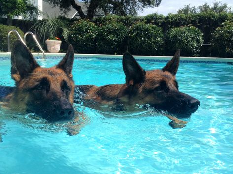 German Shepherds swimming in pool German Shepherd Swimming, Police Dog, German Shepards, Kinds Of Dogs, Shepherd Dogs, Water Dog, Police Dogs, Swim Lessons, Military Police