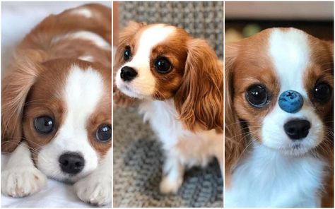 Nessa est un Cavalier King Charles au format mini avec la taille d'un chiot à l'âge adulte ! Et les photos vont carrément vous faire craquer. Lire la suite sur le Tribunal Du Net en cliquant ici C’est le Cavalier King Charles le plus miniscule du monde… Et il va vous faire craquer ! Cavalier King, Cavalier King Charles, King Charles, Animal Lover, Dogs, Animals