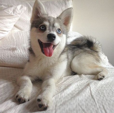 Klee Kai Dog, Alaskan Klee Kai Puppy, Mini Husky, Siberian Dog, Alaskan Malamute Puppies, Cute Husky Puppies, Alaskan Klee Kai, Alaskan Husky, Cute Husky