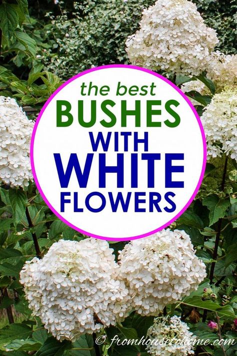 Gardenia Bush Landscaping, Landscaping With Gardenias, Shrubs With White Flowers, Bush With White Flowers, White Backyard, Growing Gardenias, White Flowering Shrubs, White Flowers Garden, Rose Garden Landscape