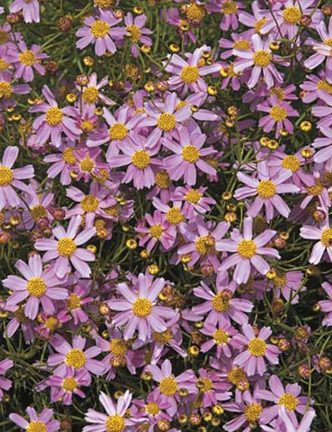 Plant | Coreopsis, American Dream Tickseed Coreopsis, Monrovia Plants, Coastal Plain, Perennial Border, Plant Catalogs, Seed Germination, Rosy Pink, Sun And Water, Attract Butterflies