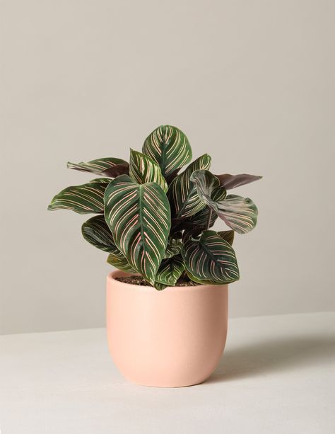 Calathea Ornata, Holiday Cactus, Indoor Tree, Poisonous Plants, Prayer Plant, Plant Delivery, Easy Care Plants, Houseplants Indoor, Summer Plants