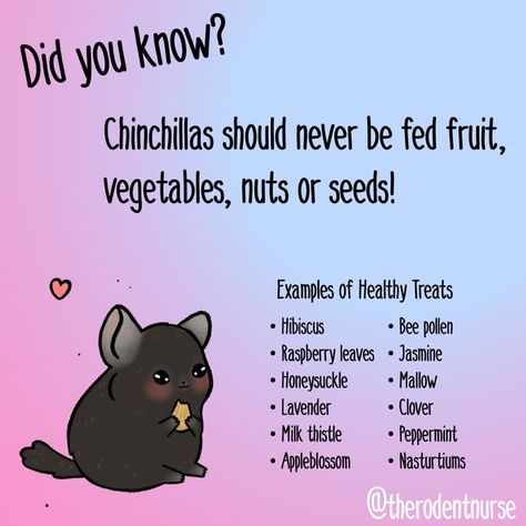 Chinchilla Food List, Chinchilla Names Ideas, Chinchilla Cage Ideas Aesthetic, Chinchilla Cage Ideas Homemade, Chinchilla Tips, Chinchilla Diet, Chinchilla Cage Ideas, Chinchilla Facts, Pet Chinchilla