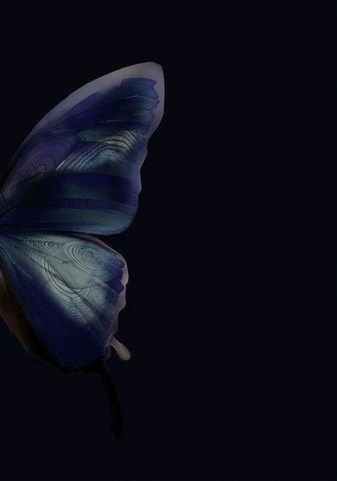 Blue Butterfly Aesthetic Wallpaper Iphone, Couple Matching Wallpaper Aesthetic, Iphone Wallpaper Rock, Blue Butterfly Wings, Wings Wallpaper, Anime Kitten, Blue Butterfly Wallpaper, Positive Wallpapers, Black Couple Art