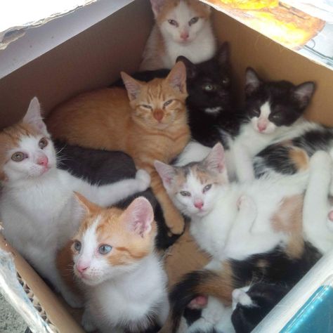 Here’s What To Do If You Find A Litter Of Kittens  For the love of Animals <3 Pass it On! Litter Of Kittens, Kitten Rescue, Kitten Care, Animal Advocacy, Cat Box, Kittens Playing, Black Kitten, Baby Kittens, Cat Boarding