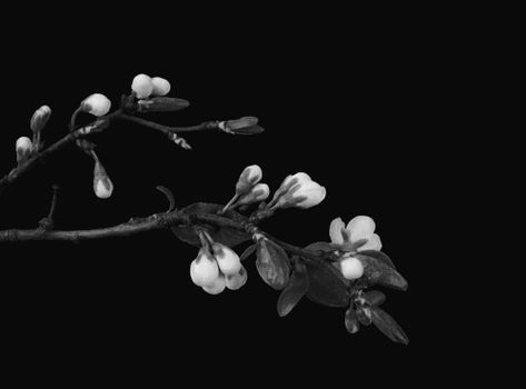 Celebrate spring with a freshly-picked bouquet of GIF flowers. White Gif, Flowers Black And White, Animiertes Gif, I Love Cinema, Flowers Gif, Black And White Photograph, Moving Pictures, Black Flowers, Black Flower