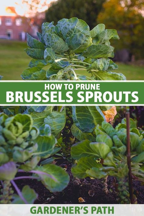 A close up vertical image of a garden bed growing brussels sprouts with trees and a residence in soft focus in the background. To the center and bottom of the frame is green and white printed text. Growing Brussel Sprouts, Harvesting Brussel Sprouts, Growing Brussels Sprouts, Brussel Sprout Plant, Garden 101, Homestead Gardening, Raised Gardens, Fall Gardening, Vegetable Benefits