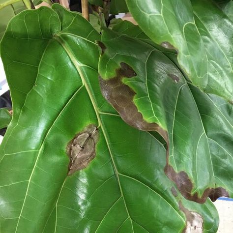 How to Prevent and Fix Root Rot — La Résidence · Plant Care Tips and More Fiddle Leaf Plant, Fiddle Leaf Fig Care, Fig Plant, Plant Care Tips, Root Rot, Fiddle Leaf Fig Tree, Plant Delivery, Leaf Plant, Fertilizer For Plants