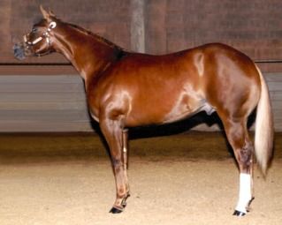 Cool Stylin Star standing at Berton Quarter Horses Aqha Horses, Belgian Blue, Quarter Horses, American Quarter Horse, Western Horse, Quarter Horse, Working Dogs, Show Horses, Beautiful Horses