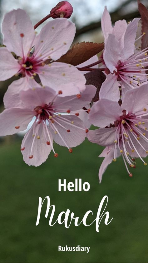 Hello March!!! Welcome March! New Month! #newmonth #monthcalendar #monthlyposter #hellomarch #march #instagram #insta Happy New Month Background, Happy New Month March, March Nature Photos, Welcome Ber Months, Wallpaper For May Month, Diy Photo Book, Hello March, Photo Scrapbook, Months In A Year