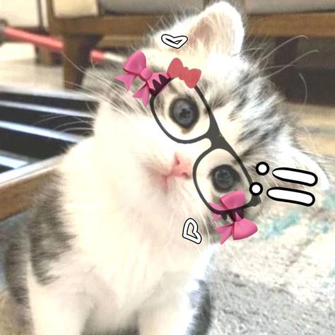 Cute Cat Icon, Cats Icons, Icon Cat, Meme Chat, Hello Kitty Cat, Cat With Glasses, Images Hello Kitty, Haiwan Comel, Cat Profile