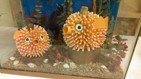 Puffer Fish Pumpkin Decorating, Puffer Fish Pumpkin, Pufferfish Pumpkin, Pumpkin Contest, Fall Fest, Halloween Pumpkin Designs, Fall Birthday, Pumpkin Design, Painted Pumpkins