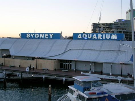 Sydney Fish Market, Sydney Aquarium, Puffing Billy, Darling Harbour Sydney, Sea Life Aquarium, Bondi Icebergs, Big Aquarium, Underwater Sea, At The Sea