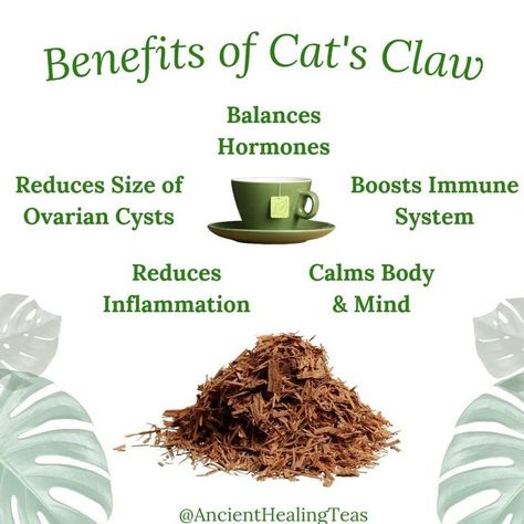 Healing Teas, Herbal Benefits, Cats Claw, Maca Benefits, Physical Challenges, Herbal Health, Womb Healing, Ancient Healing, Female Health