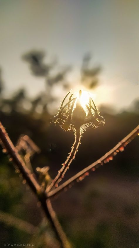 Beautiful bud Flower Bud Aesthetic, Flower Bud, Inspiration Board, Maquillaje De Ojos, Dandelion, The Sun, Sun, Plants, Flowers