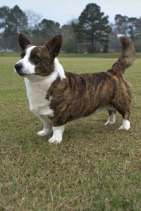 Cardigan Welsh Corgi Cardigan Welsh Corgi Puppies, Corgi Mix Breeds, Corgi Dog Breed, Cardigans Crochet, Cardigan Corgi, Top Dog Breeds, Pembroke Welsh Corgi Puppies, Cute Corgi Puppy, Akc Breeds