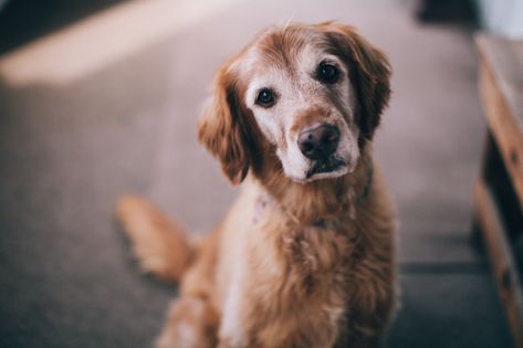 Old Dog Quotes Love, Pee Smell Out Of Carpet, Old Dog Quotes, Dog Pee Smell, Family Dog Photos, Dog Photography Poses, Pee Smell, Old Golden Retriever, Dog Quotes Love