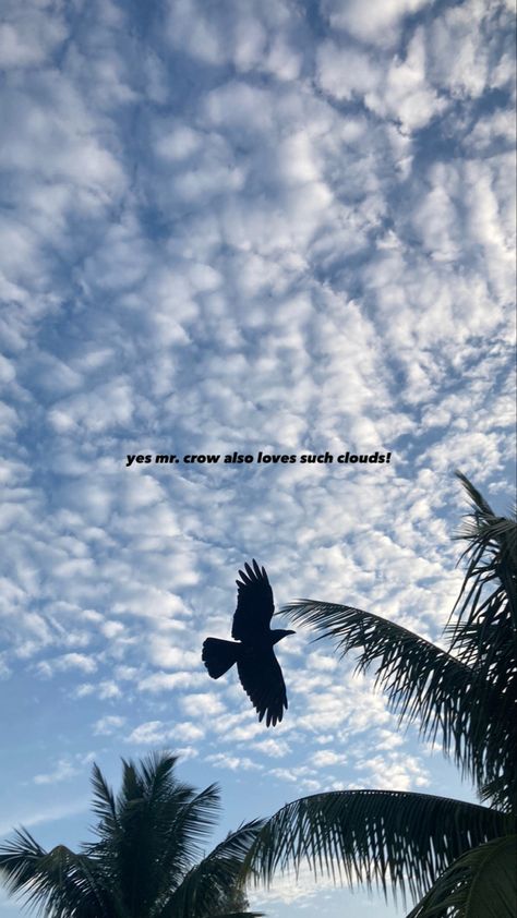 Sky Quotes Clouds, Birds Flying In The Sky, Photography Captions, Sunset Captions For Instagram, Catchy Captions, Blue Sky Photography, Flying In The Sky, Sunset Quotes Instagram, Sky Quotes