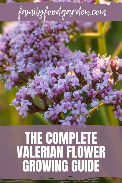 Valerian Flower, Valeriana Officinalis, Outdoor Herb Garden, Flower Growing, Herb Garden In Kitchen, Starting A Garden, Garden Harvest, Valerian, Landscaping Tips