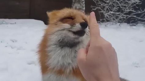 Way too cute for words Fox Gif, Cutest Animals, Cute Fox, Squirrels, I Can, Fox, Gif, Human, Animals