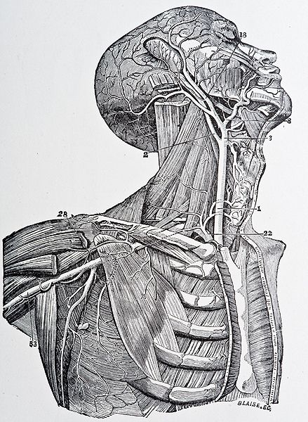 Illustration from Gray's Anatomy copyright 1872 Medical Drawings, Leave Art, Human Anatomy Art, Vintage Medical, Medical Art, Scientific Illustration, Anatomy Drawing, Medical Illustration, A Level Art