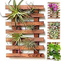 Succulent Holder, Small Trellis, Wall Plant Holder, Indoor Plant Wall, Framed Plants, Support Plante, Hanging Succulents, Succulent Wall, Bathroom Plants