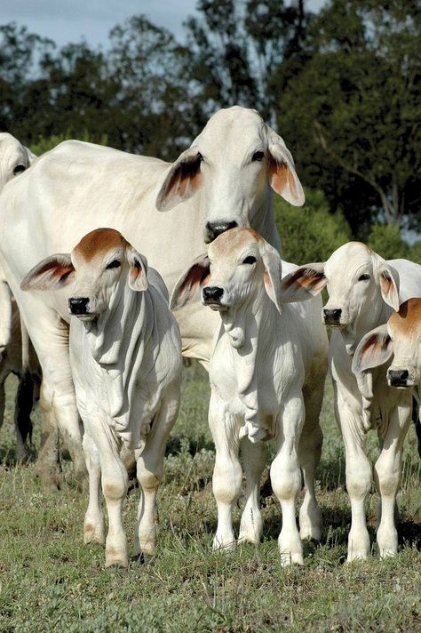 Gentle Brahmans. They have a gentler temperament then their cousins the Brahman (Grey in color). The Grey Brahman are crossed with beef breeds in order to get rodeo bulls. It gives them more fire. The gentles are much easier to handle, like regular cattle. Brahma Cattle, Zebu Cattle, Cattle Breeds, Cow Pictures, Cow Calf, Baby Cows, Cute Cows, Sweet Animals, Animal Photo