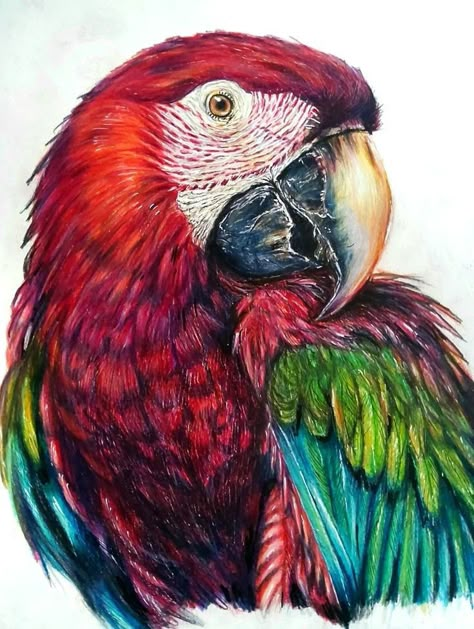 Macaw Drawing, Parrot Cross Stitch Pattern, Parrot Photography, Watercolor Parrot Painting, Parrot Cross Stitch, Macaw Art, Parrot Drawing, Parrot Painting, Parrots Art