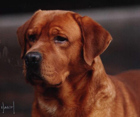 My new favorite dog... Fox Red Lab   our lab is this color and she's so beautiful Fox Red Lab, English Labrador, Fox Red Labrador, Red Labrador, Red Lab, Siberian Husky Puppies, Lab Dogs, Labrador Retriever Puppies, Husky Mix