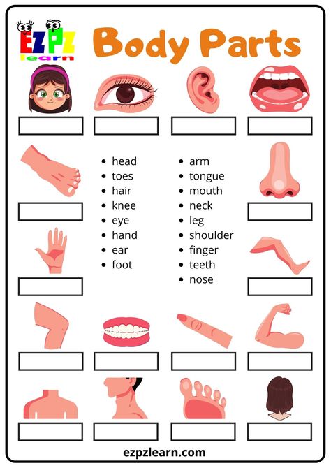 Body - Ezpzlearn.com Body Vocabulary English, Body Parts For Kids Worksheets, Parts Of The Body Worksheets Preschool, Part Of Body Worksheet, Body Parts Worksheet, Lesson For Kindergarten, Body Parts Preschool Activities, Body Parts For Kids, Human Body Worksheets