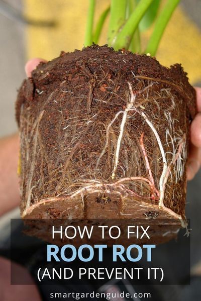 The dreaded root rot. How to identify and fix the early stages of root rot, and how to prevent root rot in your houseplants. You need to learn this to have success growing indoor plants, as it is the most common problem. Root Rot Houseplant, Houseplant Ideas, Indoor Gardening Supplies, Planting Plants, Gardening Journal, Plants Care, Arrowhead Plant, Houseplant Care, Garden Container