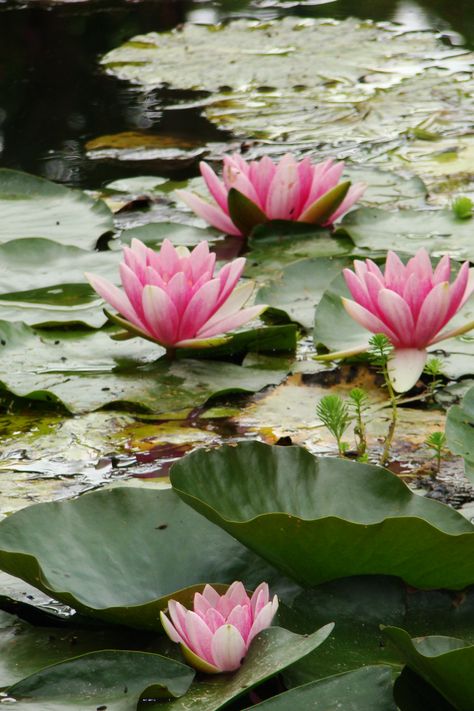 Nénuphar dans la mare des jardins de Claude Monet à Giverny dans l'Eure en…                                                                                                                                                                                 Más Giverny Monet, Monet Garden Giverny, Monet Garden, Lily Lotus, Water Lilly, Kunst Inspiration, Lily Pond, Disney Aesthetic, A Pond