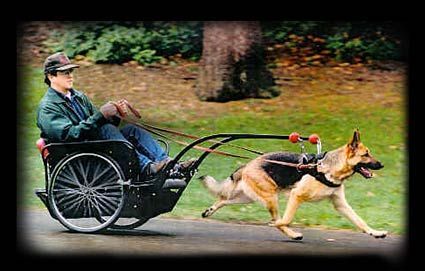 carting | Urban Mushing Dog Pull Sled or Carting | Pinterest Dog Equipment, Dog Trailer, Diy Dog Costumes, Dog Exercise, Rottweiler Dog, Dog Agility, Dog Costumes, Sporting Dogs, Dog Sledding