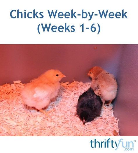 Buff Orpington Chickens, Baby Chicks Raising, Raising Chicks, Backyard Chicken Farming, Silkie Chickens, Chicken Life, Raising Backyard Chickens, Building A Chicken Coop, Growth And Development