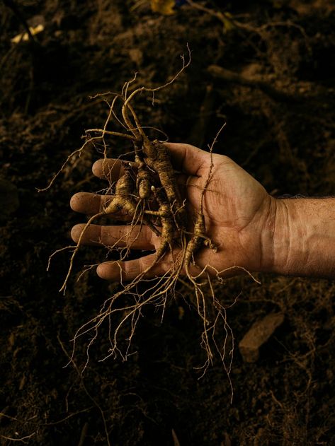 Demand for ginseng is creating a ‘wild west’ in Appalachia Ginseng Plant, Roots Logo, Asian Market, Buzzard, Urban Garden, Wild West, Farmer