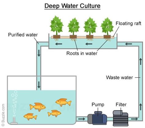 Commercial Aquaponics, Deep Water Culture, Indoor Aquaponics, Aquaponics Kit, Floating Raft, Aquaponics Greenhouse, Backyard Aquaponics, Aquaponics Plants, Aquaponics Fish