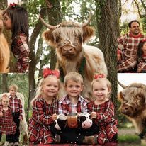 Cow Photoshoot, Christmas Mini Sessions Outdoor, Mini Highland Cow, Cow Photography, Cow Photos, Mini Cows, Christmas Holiday Photos, Family Portrait Poses, Family Christmas Pictures