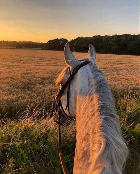 Kate Davies, Dream World, My Boy, Beautiful Sunset, The Field, Saddle, Love Him, On Instagram