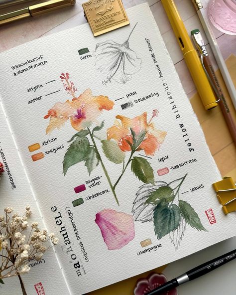 💛🧡My take on the Ma’o ahu hele for week 2 of the #aloha24march challenge. I’ve been really loving painting these #botanicalart pages and… | Instagram Flowers Pen Drawing, Loving Painting, Watercolour Pencil Art, Botanical Art Drawing, Botanical Journal, Painting Journal, Botanical Sketchbook, Lotus Flower Art, Gcse Art Sketchbook