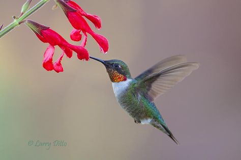 Hummingbird Reference, Red Throated Hummingbird, Hummingbird Logo, Hummingbird Migration, Art Exercises, Red Hummingbird, Reference Models, Hummingbird Pictures, Ruby Throated Hummingbird