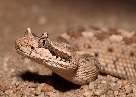 Mohave Desert Sidewinder | by DevinBergquist Rattlesnake Aesthetic, Sidewinder Snake, Mohave Desert, Tattoo Board, Desert Animals, Pit Viper, Animal References, Reptiles And Amphibians, Animals Images