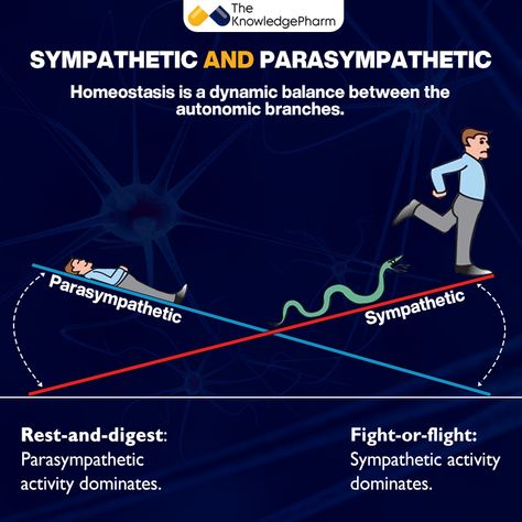 Parasympathetic Vs Sympathetic, Sympathetic And Parasympathetic, Sympathetic Nervous System, Flight Response, Pharmacy School, Parasympathetic Nervous System, Medical Studies, Physical Activity, Pharmacology